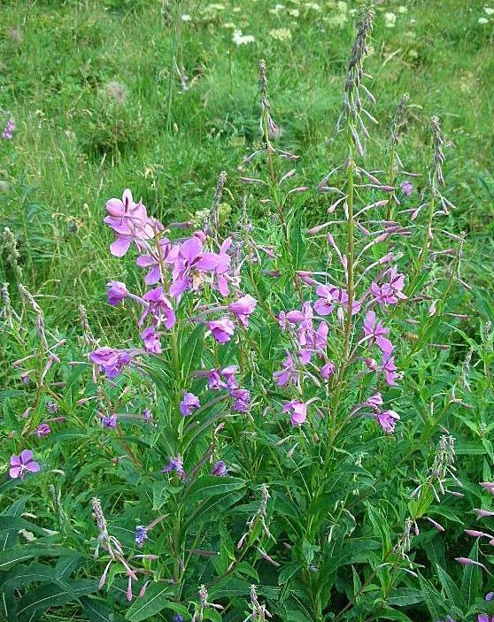 Chamaenerion angustifolium (ex Epilobium angustifolium) / Garofanino maggiore